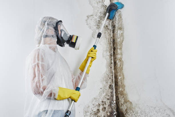 Mold Removal and Inspection in North Valley, NM