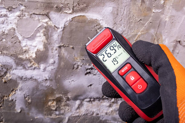 Best Mold Remediation  in North Valley, NM
