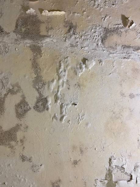 Best Commercial Mold Removal  in North Valley, NM